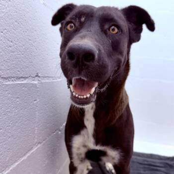 Candy -  Labrador Retriever Dog for Adoption in Marfa, Texas - Candy | PetCurious