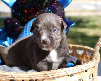 Rescue Mixed Breed Dogs for Adoption in Pflugerville, Texas - Sapphire | PetCurious