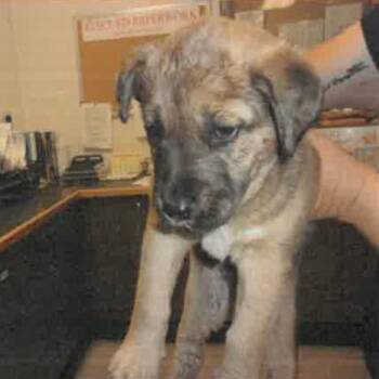 Silas A2278767 -  German Shepherd Dog Dog for Adoption in Los Angeles, California - Silas A2278767 | PetCurious