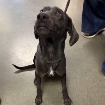 Fido -  Black Labrador Retriever Dog for Adoption in Idaho Falls, Idaho - Fido | PetCurious