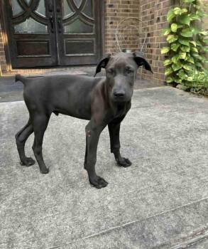 Rescue Doberman Pinscher and Weimaraner Dogs for Adoption in Watertown, Connecticut - Cody | PetCurious