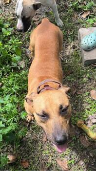 Rescue Mixed Breed Dogs for Adoption in Palmetto, Florida - GOMEZ | PetCurious