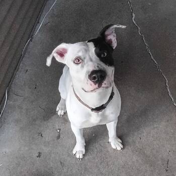 Cooper -  Mixed Breed Dog for Adoption in Henderson, Kentucky - Cooper | PetCurious
