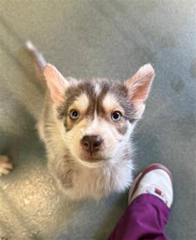 Husky Dogs Available for Adoption - LUPIN | PetCurious