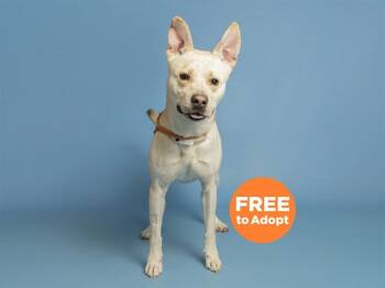 GERALD -  Pit Bull Terrier and German Shorthaired Pointer Dog for Adoption in Phoenix, Arizona - GERALD | PetCurious