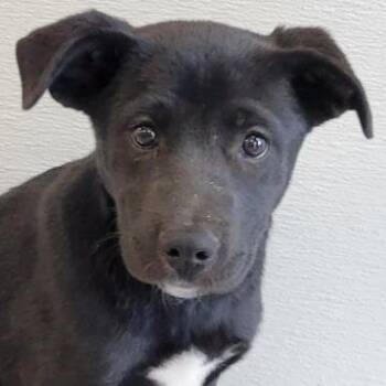 107492 -  Mixed Breed Dog for Adoption in Las Cruces, New Mexico - 107492 | PetCurious