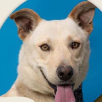 Nano -  Dachshund and Labrador Retriever Dog for Adoption in San Diego, California - Nano | PetCurious