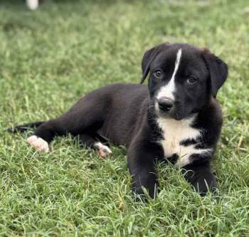 Rescue Catahoula Leopard Dog Dogs for Adoption in Brookshire, Texas - Veronica Mars | PetCurious