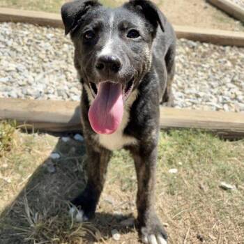 Labrador Retriever and Australian Shepherd Dogs Available for Adoption in Sanford, North Carolina - Hera | PetCurious