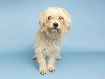 APPLE -  Poodle and Mixed Breed Dog for Adoption in Phoenix, Arizona - APPLE | PetCurious