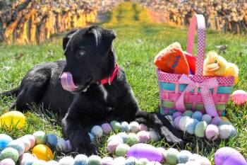 Rescue Black Labrador Retriever Dogs for Adoption in Lenexa, Kansas - Tory | PetCurious