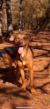 Mixed Breed Dogs Available for Adoption - Archie | PetCurious