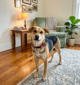 Shepherd Dogs Available for Adoption - **MOCHA** | PetCurious