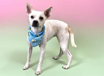 DIAMOND -  Parson Russell Terrier and French Bulldog Dog for Adoption in Fort Lauderdale, Florida - DIAMOND | PetCurious