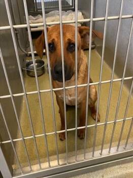 Rescue German Shepherd Dog and Mixed Breed Dogs for Adoption in Rancho Cucamonga, California - UNKNOWN | PetCurious
