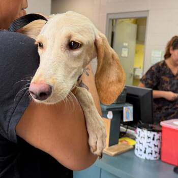 Monkey D. Luffy -  Mixed Breed Dog for Adoption in Walker, Michigan - Monkey D. Luffy | PetCurious