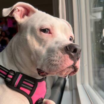 Maggie -  American Bulldog Dog for Adoption in Williston, Vermont - Maggie | PetCurious