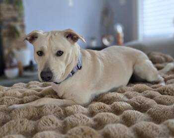 Labrador Retriever and Shepherd Dogs Available for Adoption - Misty | PetCurious