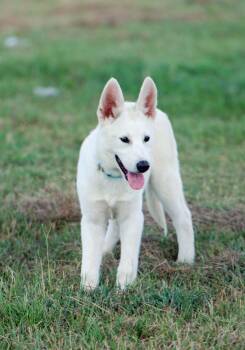 Yukon -  Siberian Husky and German Shepherd Dog Dog for Adoption in Madisonville, Texas - Yukon | PetCurious