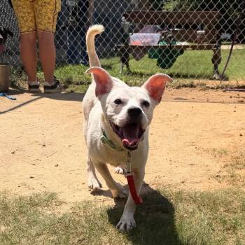 Brad 5258 -  Mixed Breed Dog for Adoption in Columbus, Georgia - Brad 5258 | PetCurious