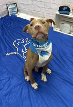 Bullet -  Mixed Breed Dog for Adoption in Detroit, Michigan - Bullet | PetCurious