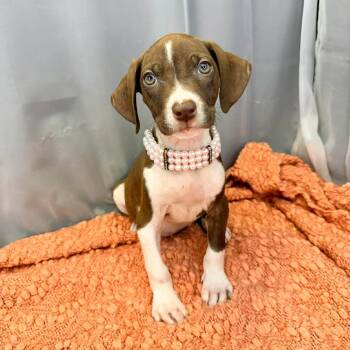 German Shorthaired Pointer Dogs Available for Adoption in Foley, Alabama - Blossom | PetCurious