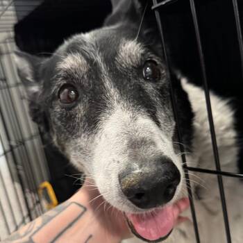 Bits -  Mixed Breed and Border Collie Dog for Adoption in Salt Lake City, Utah - Bits | PetCurious