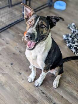 Rescue Australian Cattle Dog Blue Heeler and Border Collie Dogs for Adoption in St. George, Utah - Lenny | PetCurious