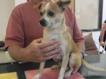 Chihuahua and Mixed Breed Dogs Available for Adoption in Oroville, California - NUTTERS | PetCurious