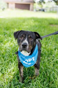 Bowser -  Terrier Dog for Adoption in Poplarville, Mississippi - Bowser | PetCurious