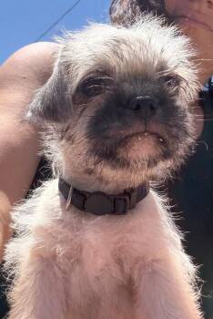Pluto -  Pug and Shih Tzu Dog for Adoption in San Diego, California - Pluto | PetCurious