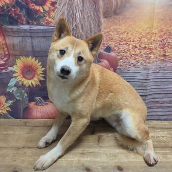 Suki Sue -  Shiba Inu Dog for Adoption in Normal, Illinois - Suki Sue | PetCurious