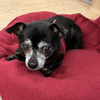 Chihuahua Dogs Available for Adoption in San Francisco, California - Madonna 13990 | PetCurious
