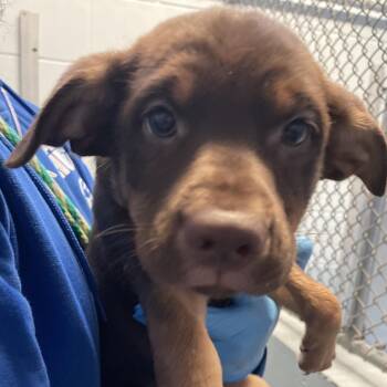 Trooper -  Mixed Breed Dog for Adoption in Goleta, California - Trooper | PetCurious