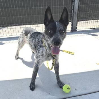 Australian Cattle Dog Blue Heeler Dogs Available for Adoption in Hawthorne, California - Bandit | PetCurious
