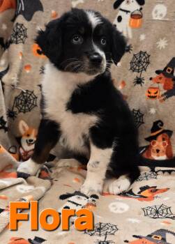 Flora -  Australian Shepherd and Mixed Breed Dog for Adoption in Murphysboro, Illinois - Flora | PetCurious