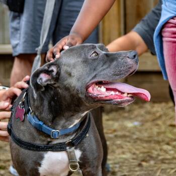 Rosie Mae -  Mixed Breed Dog for Adoption in Houston, Texas - Rosie Mae | PetCurious