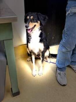 Samantha -  Border Collie Dog for Adoption in New Castle, Indiana - Samantha | PetCurious