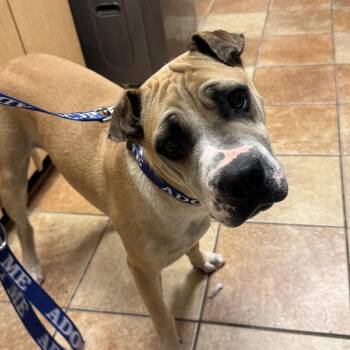 FWT Marlon -  Mixed Breed Dog for Adoption in Midland, Texas - FWT Marlon | PetCurious