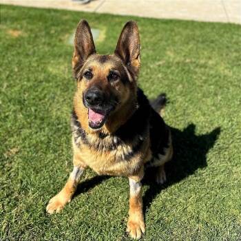 German Shepherd Dog Dogs Available for Adoption - Mama | PetCurious