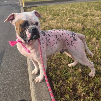 American Bulldog Dogs Available for Adoption in Chico, California - BEBO | PetCurious