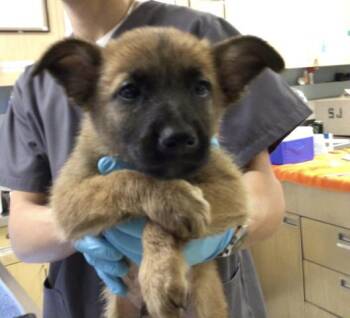 Belgian Shepherd Malinois and Mixed Breed Dogs Available for Adoption in Riverside, California - MELON | PetCurious