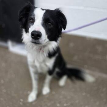 Lagertha -  Border Collie Dog for Adoption in Incline Village, Nevada - Lagertha | PetCurious