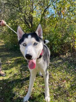 Rescue Husky Dogs for Adoption in Olean, New York - Ernie | PetCurious