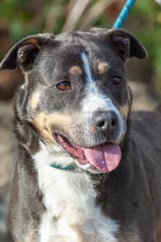Rescue Pit Bull Terrier Dogs for Adoption in Johnson City, Tennessee - Tori | PetCurious