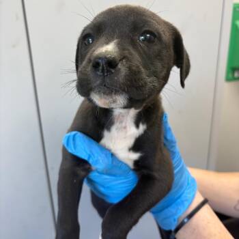 Mixed Breed Dogs Available for Adoption in Columbiana, Alabama - Fiona | PetCurious