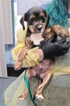 Mixed Breed Dogs Available for Adoption in Nashville, Tennessee - New Roman | PetCurious