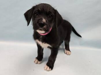 Pangolin -  Labrador Retriever and Mixed Breed Dog for Adoption in Minneapolis, Minnesota - Pangolin | PetCurious
