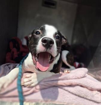 In Foster Duffy -  Pit Bull Terrier Dog for Adoption in Lawrenceville, Georgia - In Foster Duffy | PetCurious