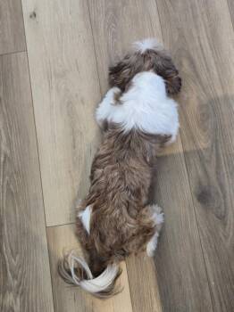 Shih Tzu Dogs Available for Adoption - Pretzel | PetCurious